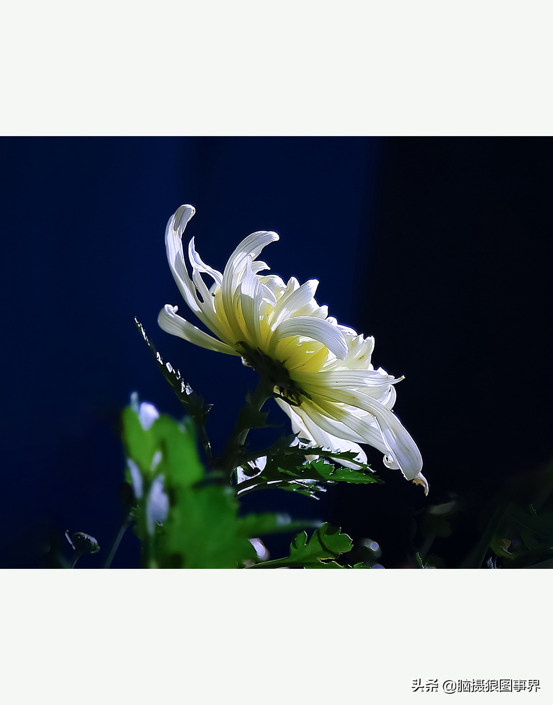 花卉拍摄中,多点对焦与单点对焦哪种更好?为什么主体不清晰?