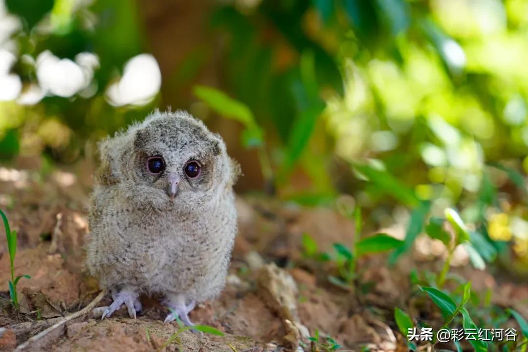 中国云南哪里好看,云南的云彩为什么好看