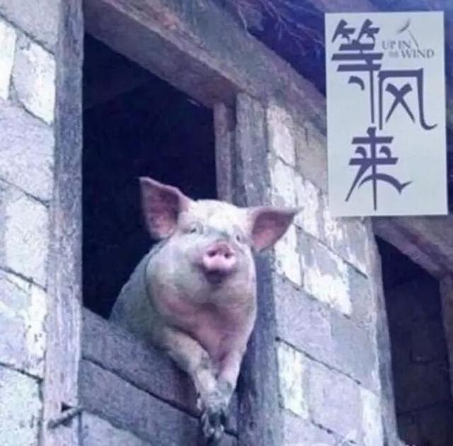 为什么说雷军自带光环,雷军在风口上猪都会飞