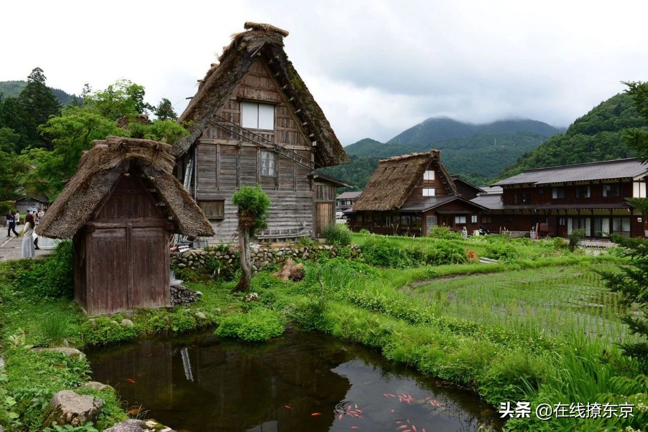 中秋思夏蝉(丁数言)