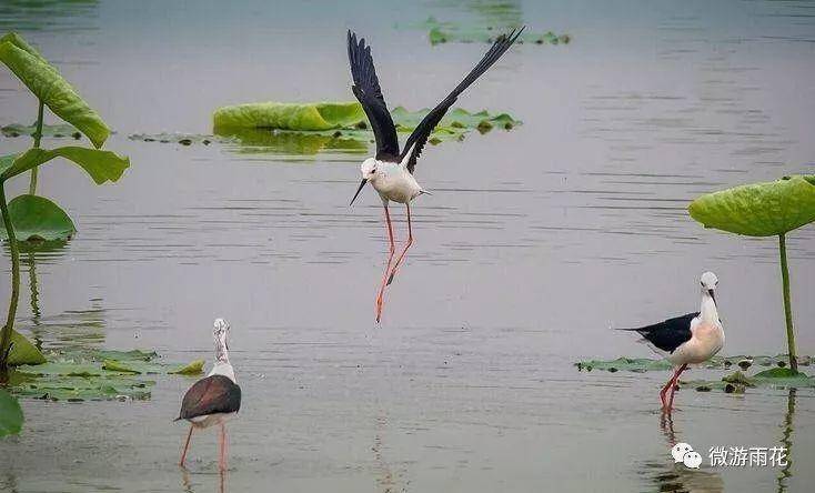 南京三桥湿地生态公园,南京三桥湿地公园