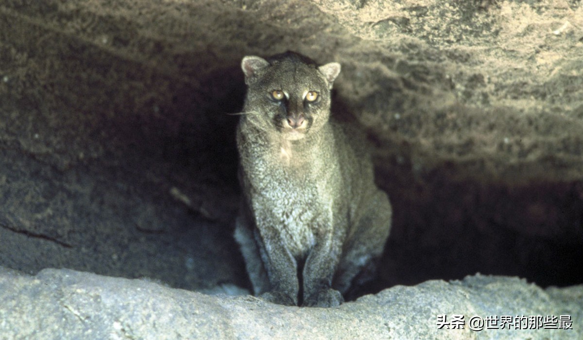 最强猫科动物巨型剑齿虎,最强大的猫科动物狮子