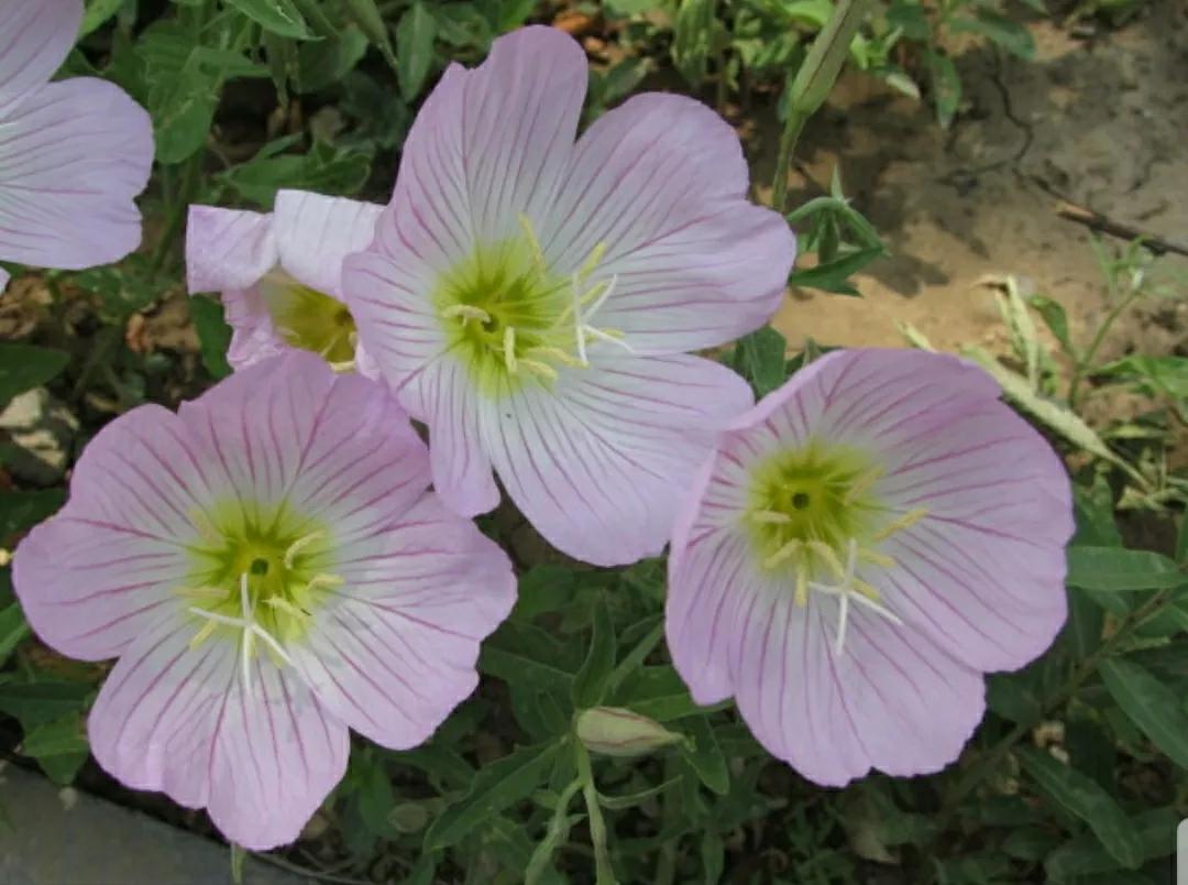 奇葩造型花:头上长草,心中有鬼,白月光。白天不开你非要晚上开
