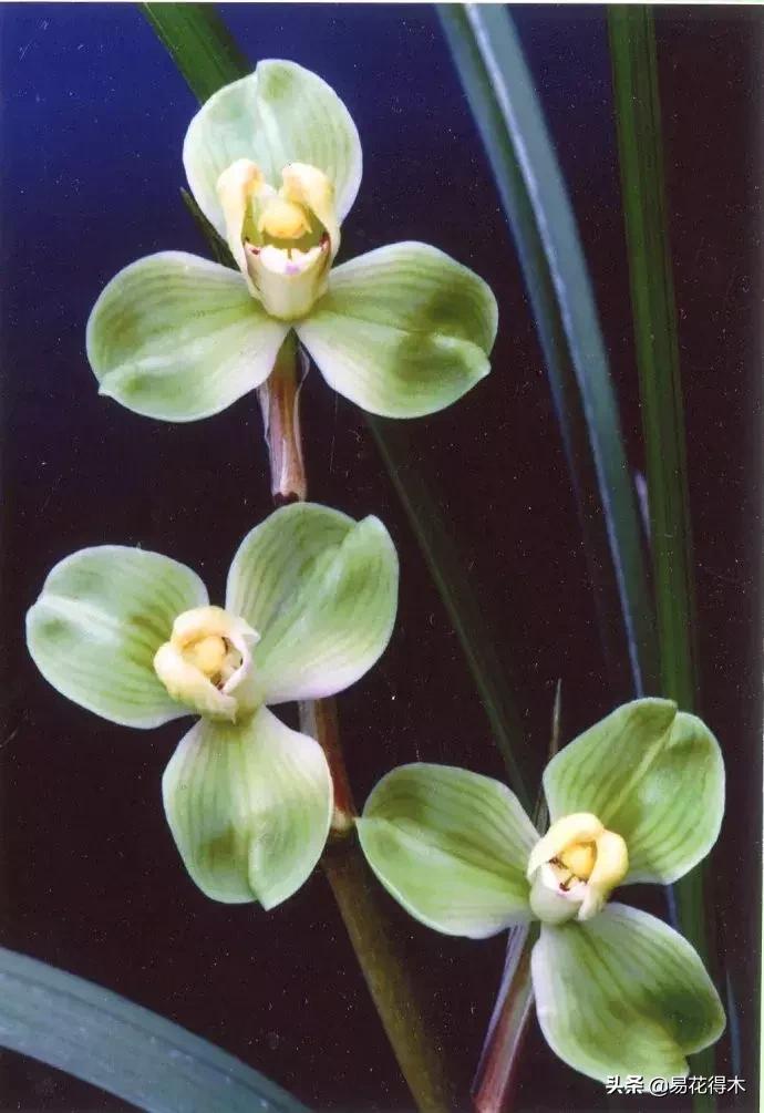 春兰春剑送春莲瓣兰蕙兰怎么分别,蕙兰春兰春剑莲瓣兰对光照的要求