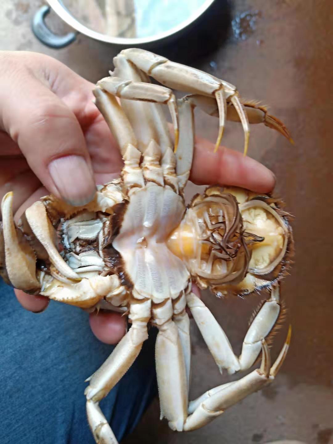 吃螃蟹正确方法,正确吃螃蟹的方法大家看过来