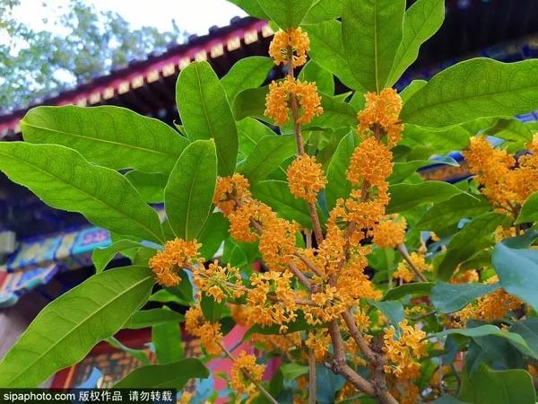 北京生活最不可少的一张卡开办！办理时间就一个月！,附上购买攻略和清单