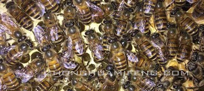 中蜂逃群,中蜂逃群后留下自造巢脾如何处理