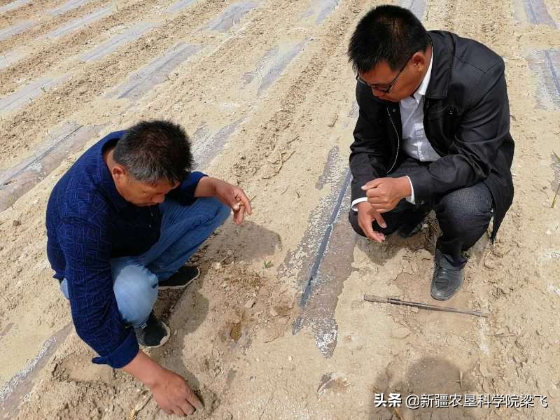 洼地盐碱地改良最好方法,本地盐碱地改良的用途和特点