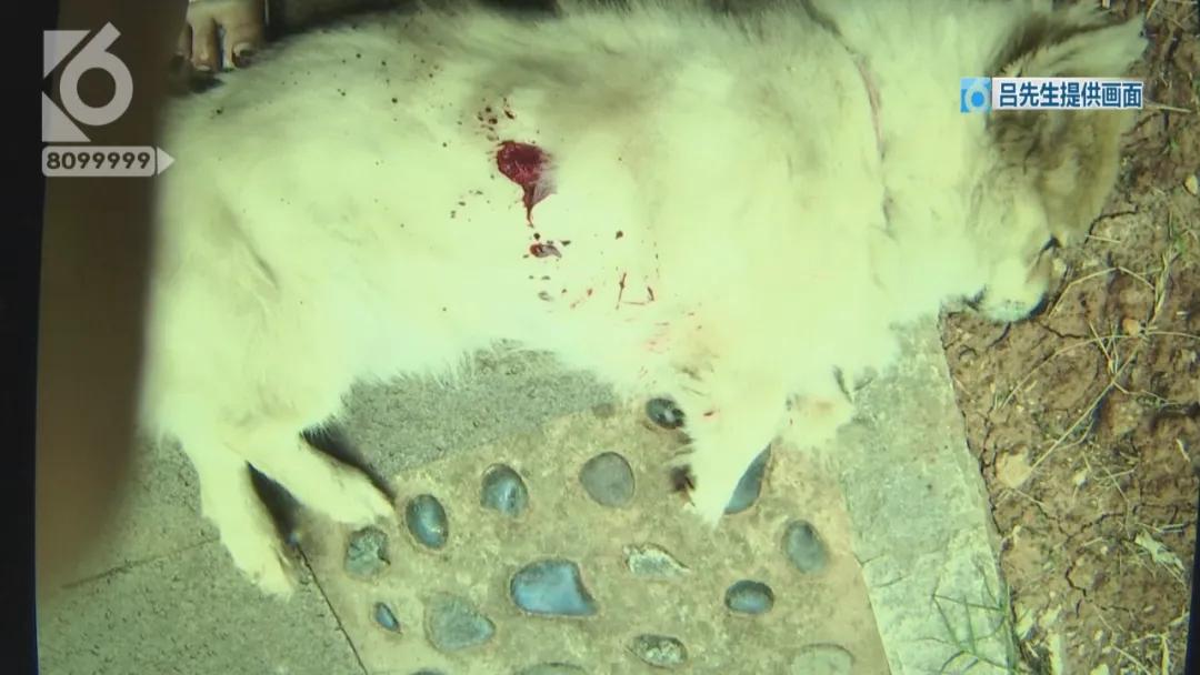 “铁疙瘩射入体内十几厘米”独自下楼的宠物狗究竟遭遇了什么？