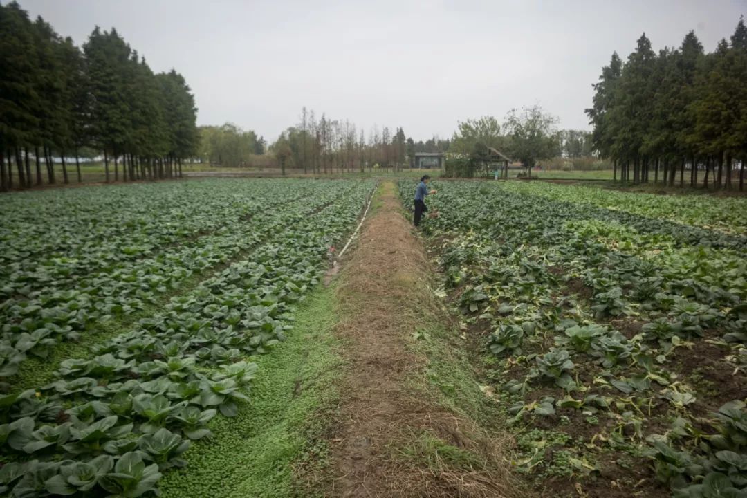 阳澄湖大闸蟹真正吃蟹的季节到了,阳澄湖吃大闸蟹最好的季节