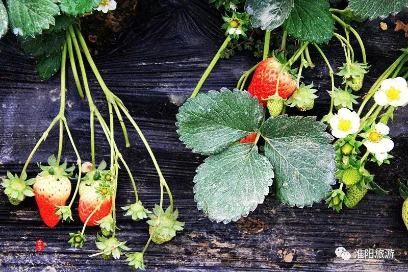 长亭外,古道边……原来淮阳古代的十里长亭竟然在这里