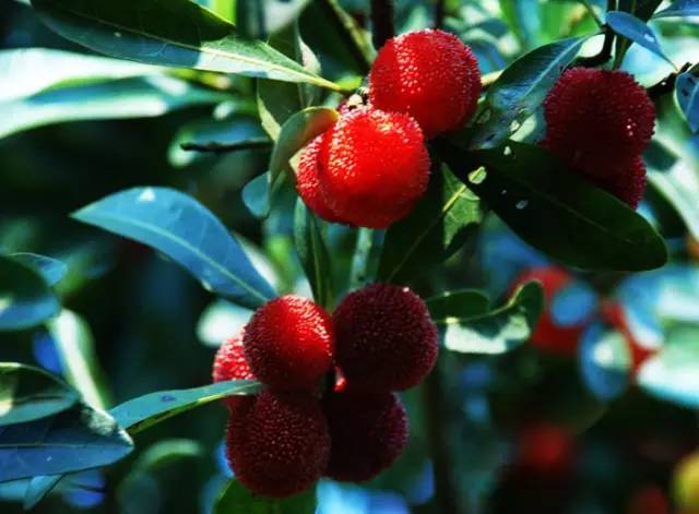 湖南衡阳特产有哪些可带走送人,霉豆腐湖南特产香辣豆腐乳第一名