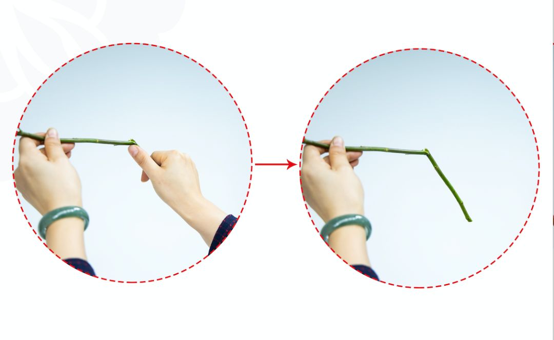 小原流旋转式插花入门知识,日式小原流直立插花图片