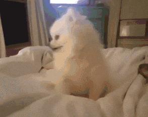 用喷嚏来投票？不可思议的方式，让非洲野狗团队更民主更团结