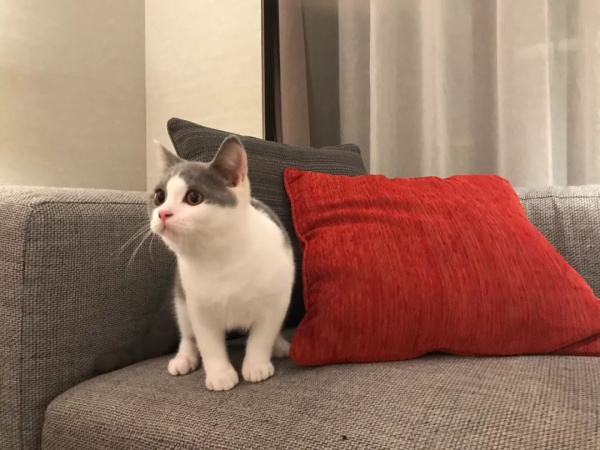 宜家什么东西性价比最高,宜家小户型穷人2万元简装