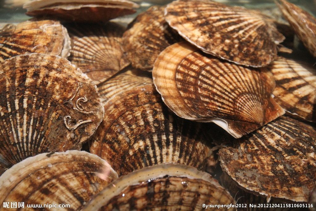 渤海湾野生海鲜图片,渤海湾海鲜为什么好