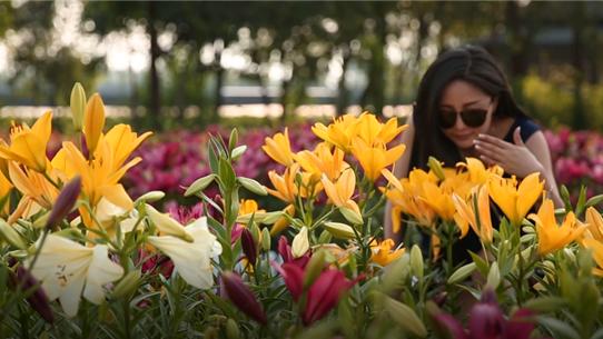 澶忔棩鐙傛鏉ヨ,澶忔棩鐙傛鐩涘