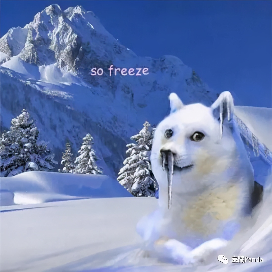 龙眼凸眼菩提,苍龙眼龙眼菩提