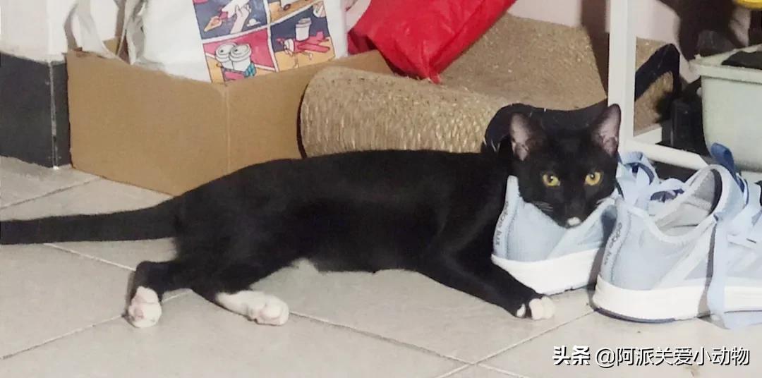 盖雪:信女愿一生荤素搭配,祈望这只拆家啊不,旺家猫找到新家