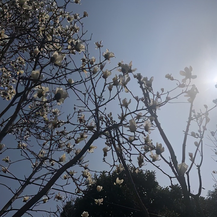 带你云端旅行辛丑年春节,我在苏州“偷”了个早春