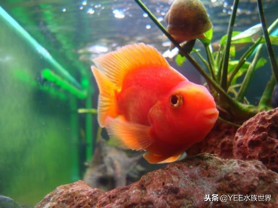 新手一缸养多种鱼不死,一缸养几条鱼最好