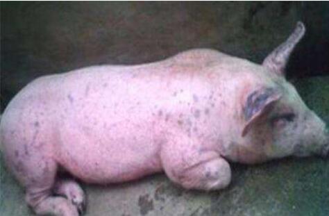 猪流感的症状及治疗方法,猪流感的最佳治疗方案