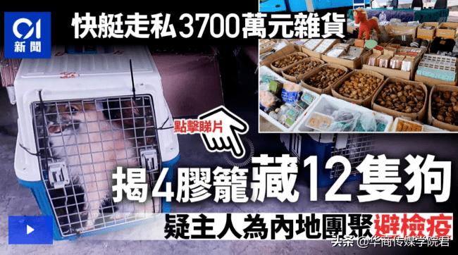 宠物托运黑心产业链,6000元买什么宠物