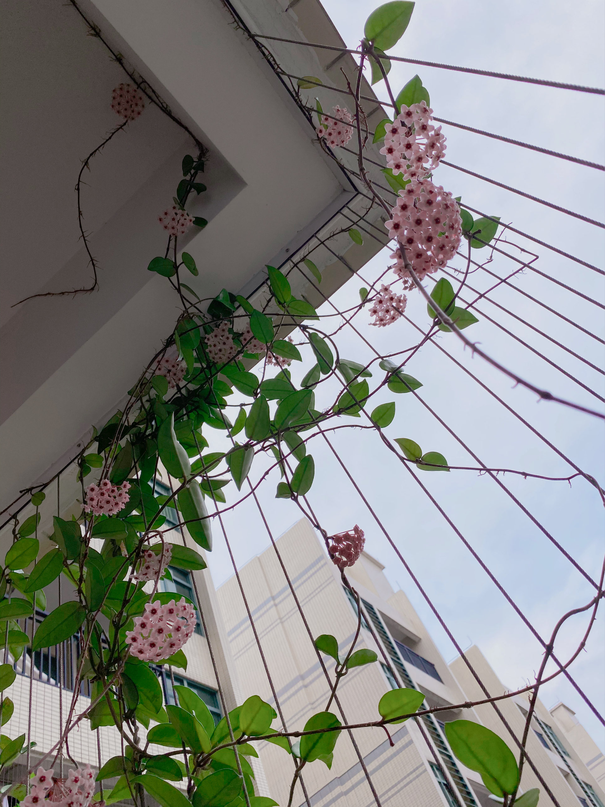 7种小型藤本植物，能在阳台上养，花量巨大，花期长，阳台变花园