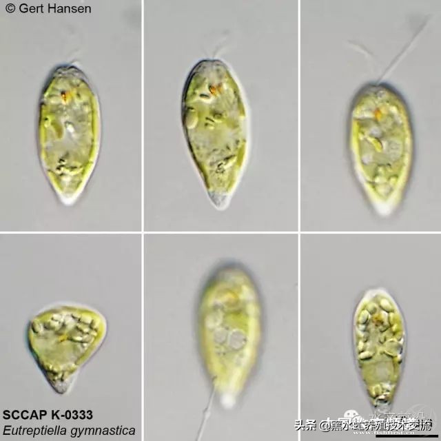 水产藻类大全图片,水产藻类知识大全