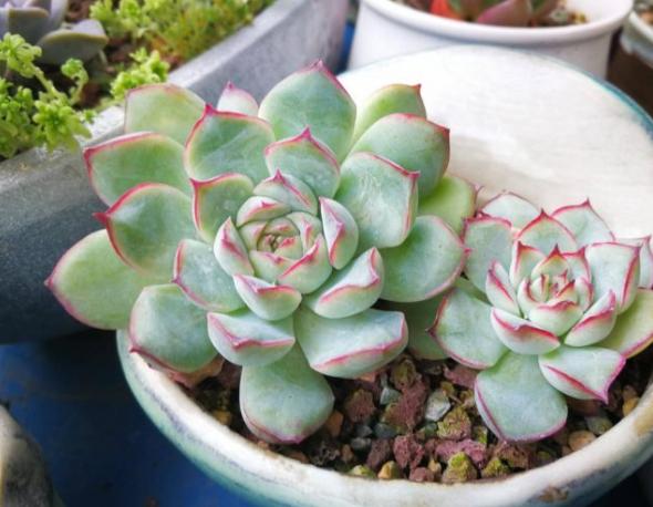 自带颜色又好养的多肉,和月亮仙子多肉相像的品种