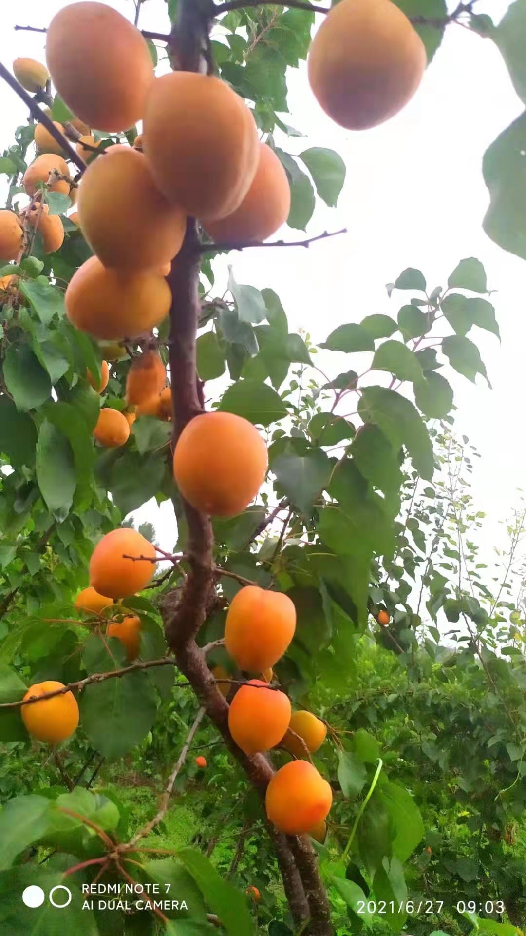 新品种黄金蜜7号,黄金蜜0-5号品种