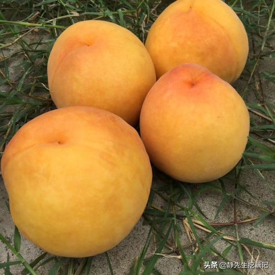 买的黄桃是黄的是假的吗,你买过假的果树吗