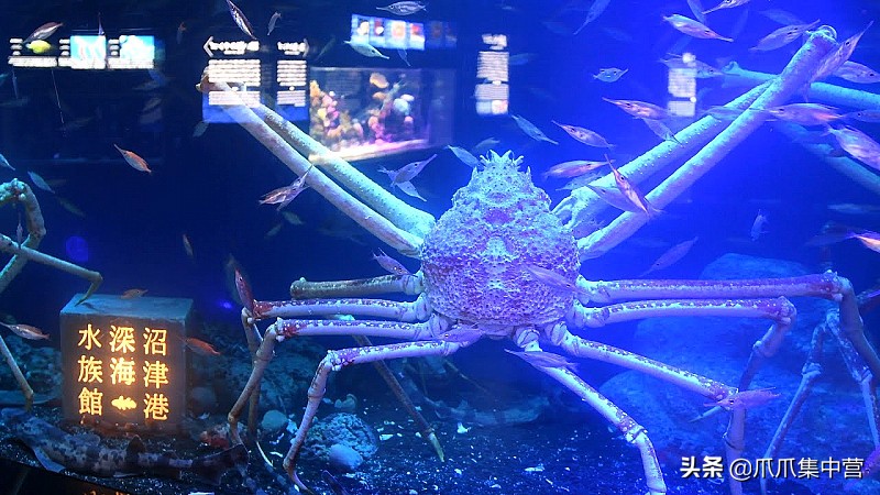 人工养殖鲨鱼死了怎么办,人工饲养虎鲸为啥短命