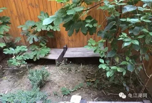 如何养殖水龟,如何合法饲养半水龟