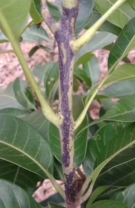 金煌芒果套袋后角斑病用药,哪些药剂可以预防芒果角斑病
