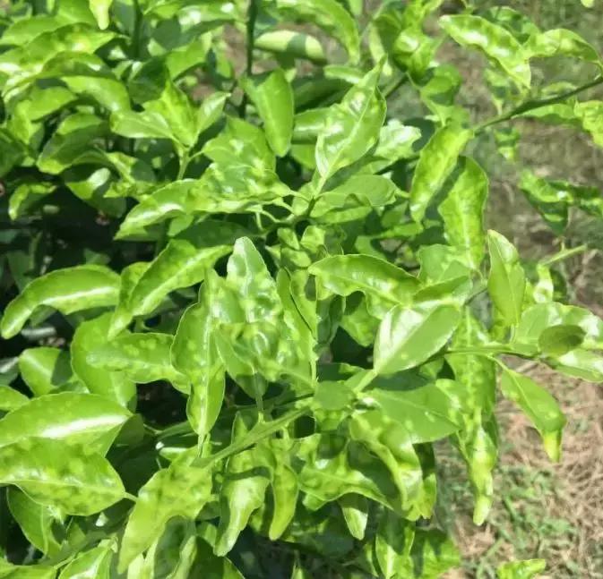呋虫胺对柑橘幼果有药害吗,柑橘被药害落果怎么补救