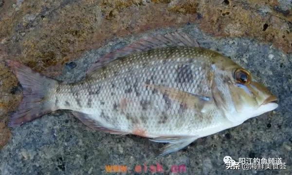 十种最受欢迎的海鱼,钓鱼人最爱的海鱼