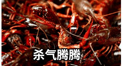 在被摆上餐桌之前,小龙虾也曾让世界人民倍感绝望(菲李漫画)