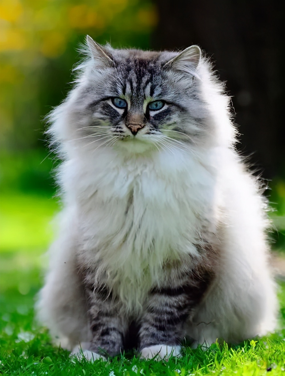 喵界的“荒野猎人”,被人误会多年,其实它才是俄罗斯的国猫