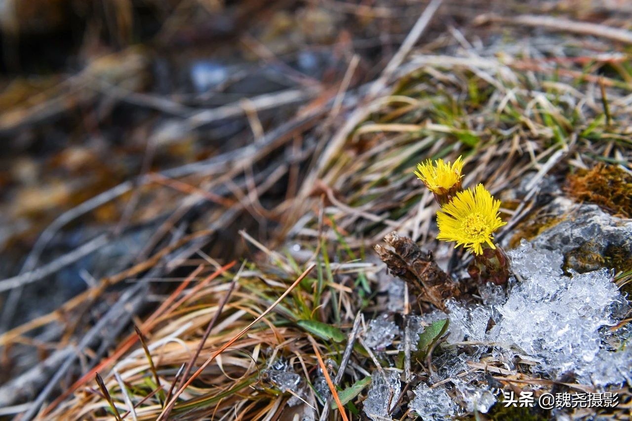 雪+雾凇+侧金盏+款冬=一次完美寻花之旅
