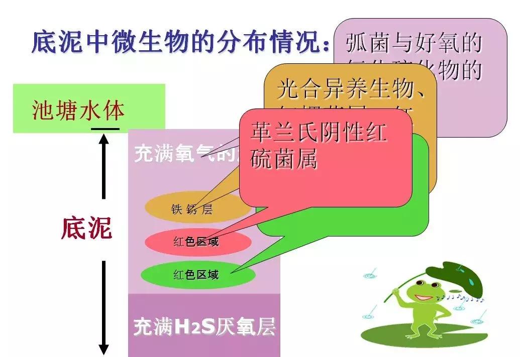 纯进口em菌种原种,台湾em复合菌种