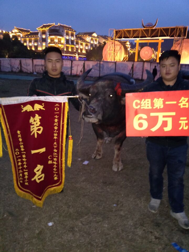 贵州苗乡斗牛视频大全,水打坪乡村斗牛