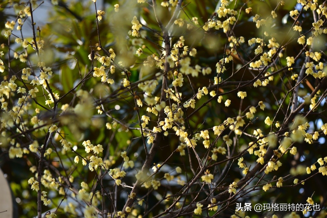 花园里四季常青的树,花园里四季都绿的植物