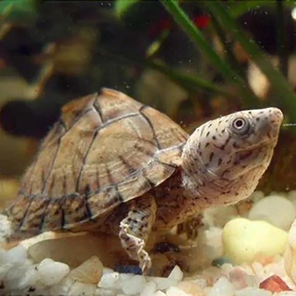 剃刀龟和麝香龟一起饲养技巧,人工饲养剃刀龟需要哪些手续