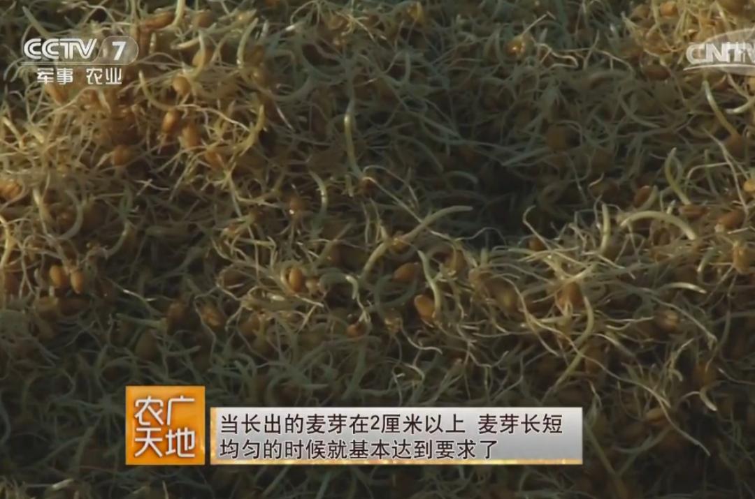 糖瓜粘和灶糖,糖瓜粘住灶王爷的牙