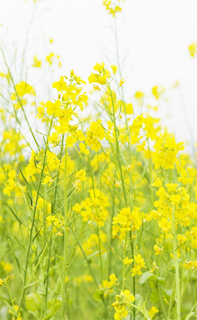 缓解眼睛疲劳壁纸颜色,缓解眼睛疲劳的壁纸高清