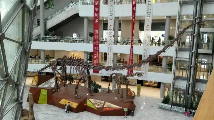 十大蜥脚类恐龙视频,蜥脚类恐龙排行榜