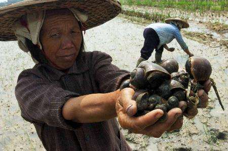 这种螺千万别吃,什么螺吃了会头晕