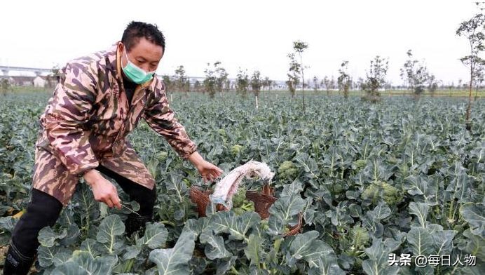 封路运不出去、批发商不要、进不了城上网卖，湖北的菜蔬无处安放