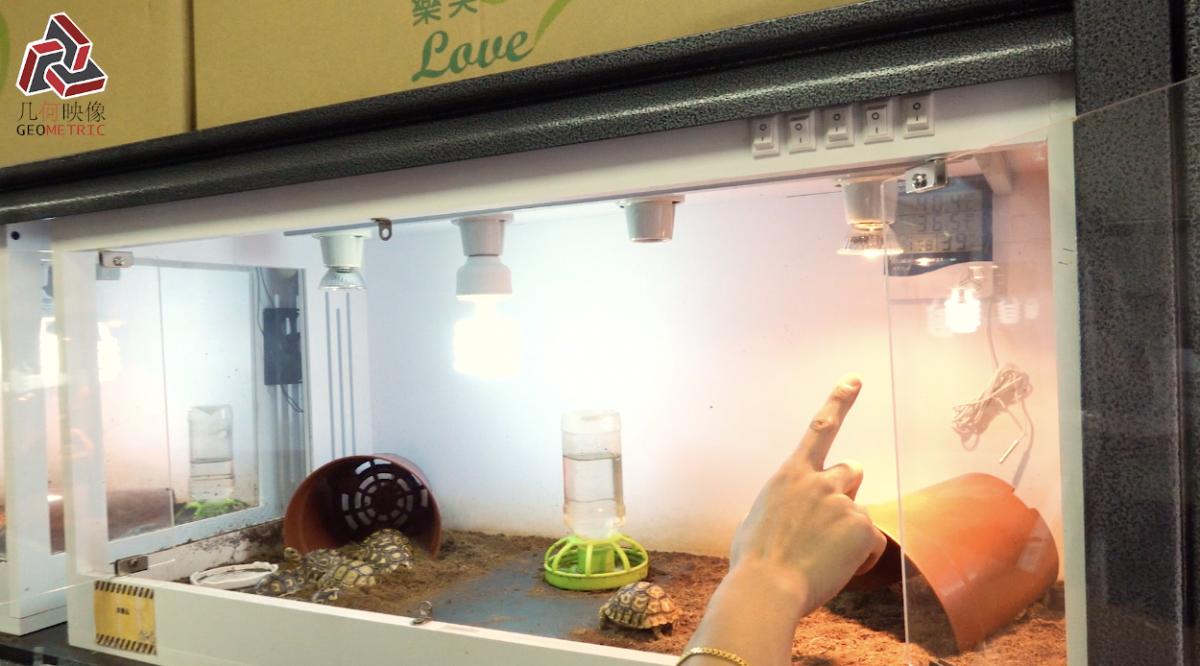 香港养宠物流程,香港养宠物攻略